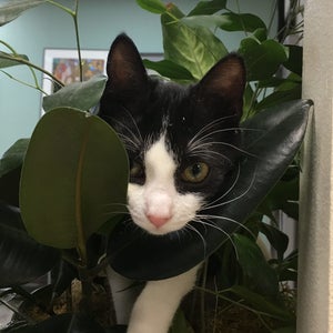 Bella, Mindfulness Coach