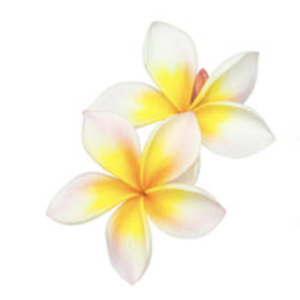 Plastic Surgery Oahu