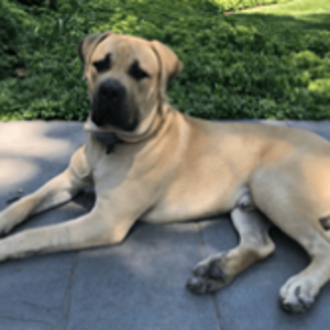 Diesel - Official Mascot