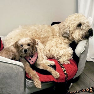 Harley & Mr. Baggins