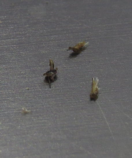 Losing Grafts along with scab/crisp 6-7 days post Hair Transplant (FUE).  What corrective actions should I take now? (Photo)
