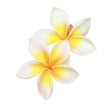 Plastic Surgery Oahu