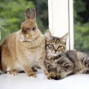 Catbunny