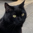 elliscat