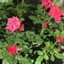 Wilted Rose