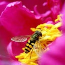 hunnybee