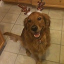 Teddyjo