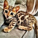 Wishcat