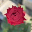 SahajBeauty