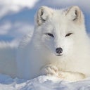 whitefoxx