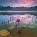 excitedflower