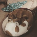BittyBoobKat