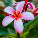 blured Faithfully Aloha