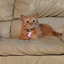OrangeTabby25