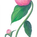 Pinky3111