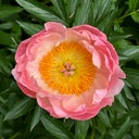 ilovepeonies