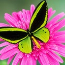 Butterfly73