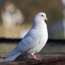 whitedovesfly