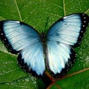 TamAngel