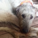 love my wolfhound