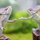 Greenpixie