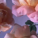 Sage.xo