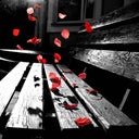 Orchidxo