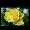Busybee21