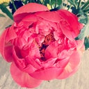 dbeauty
