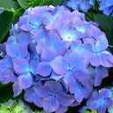 blured User Avatar