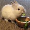 BunnyJosie