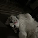 blured Straightforward435259