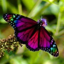 CeeButterfly