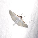 El Bettani Maudit