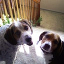 beaglesmom