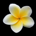 jmiraflor