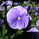TarheelGirl72