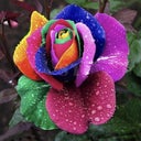 India S