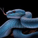 SerpentSkin