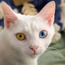 blured Labiaplasty222