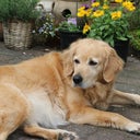 phoebeismydog