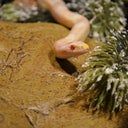 blured Gamergirl1245