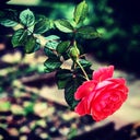 blured Loveyourself888